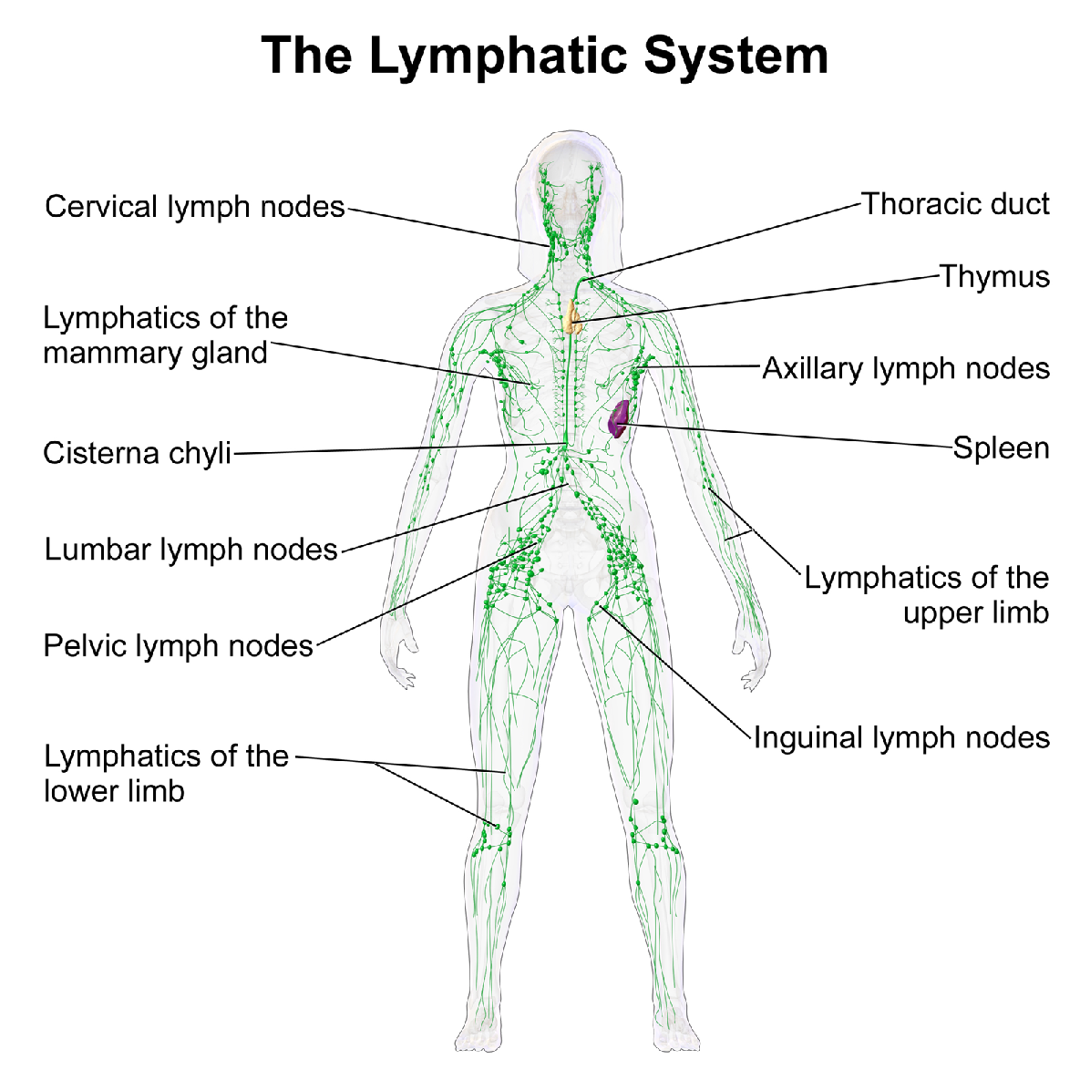 WellFitTherapy - Manual Lymphatic Drainage Massage in Wellington, Somerset